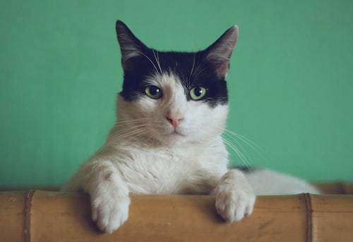 Cat playing