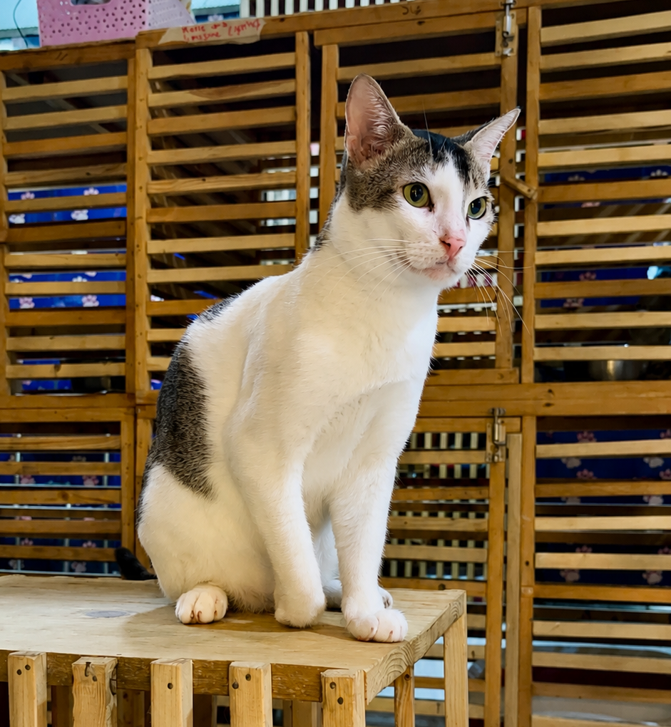Cute cat