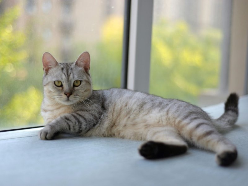 Purr