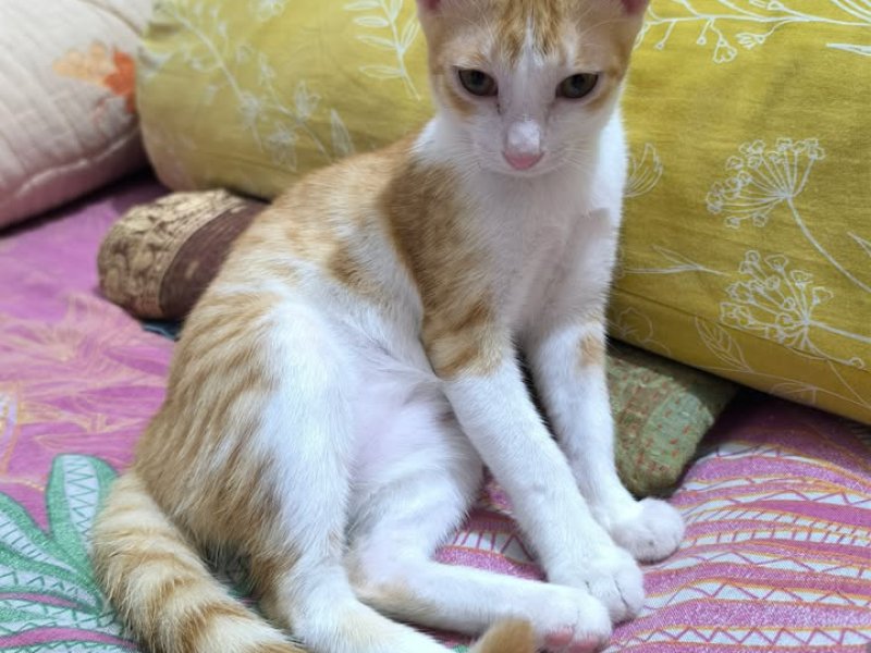 Rescued Kitten