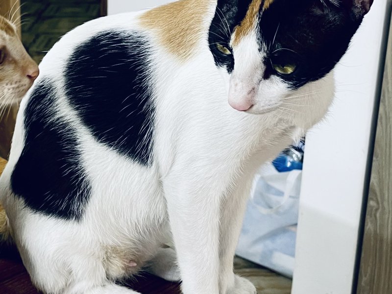 Affectionate Calico Cat needs a loving home