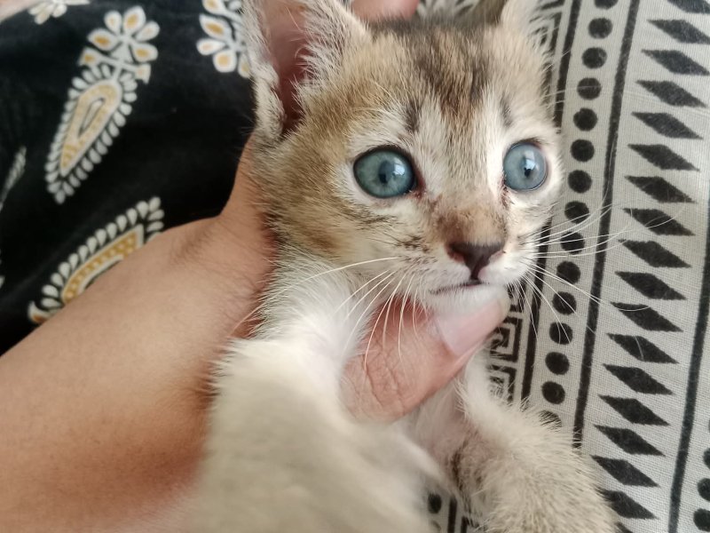 newborn kitten