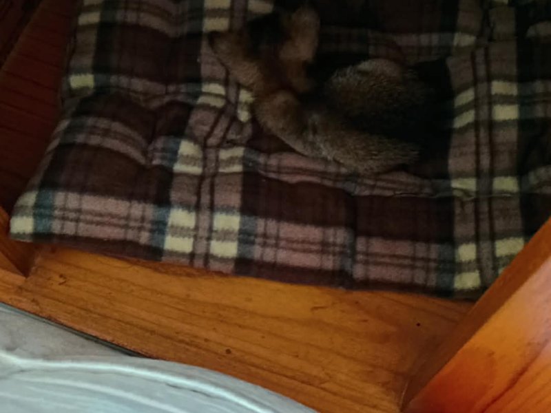 newborn kitten