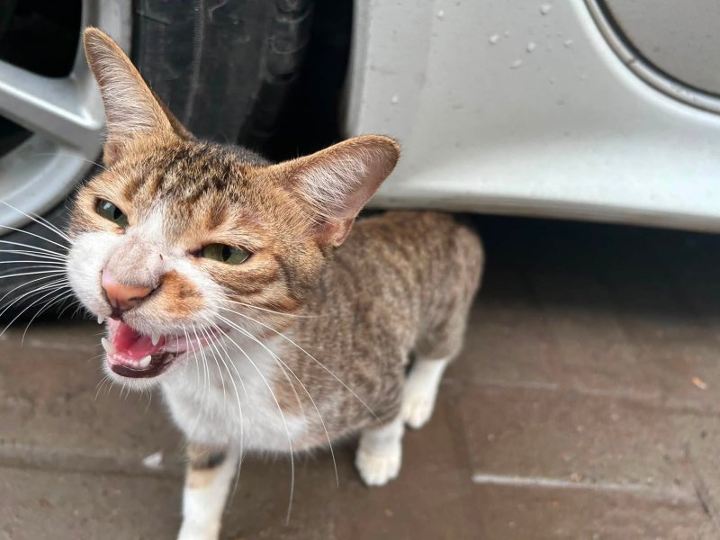 Lost Cat found in  Bashundahra