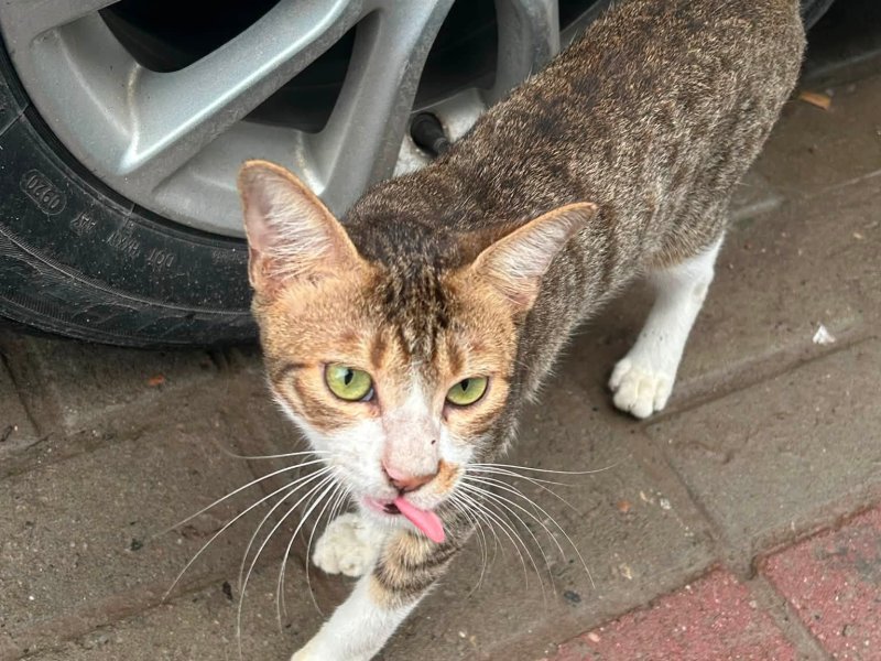 Lost Cat found in  Bashundahra