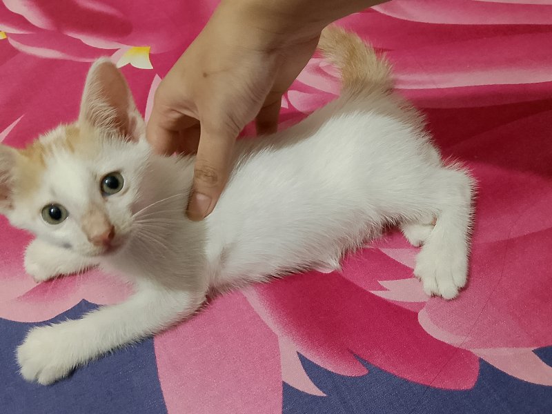 ধানমন্ডিতে বিড়াল Adopt দিবো