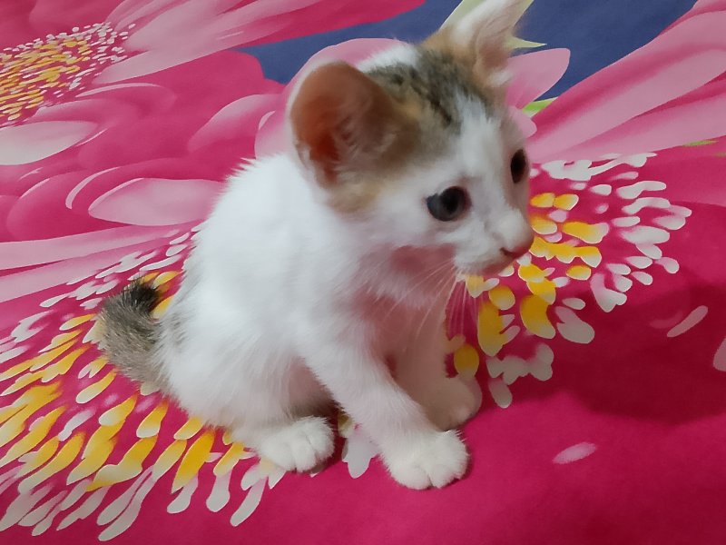 ধানমন্ডিতে বিড়াল Adopt দিবো