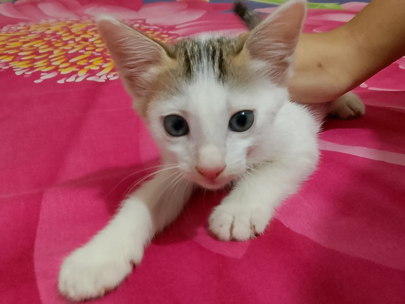 ধানমন্ডিতে বিড়াল Adopt দিবো