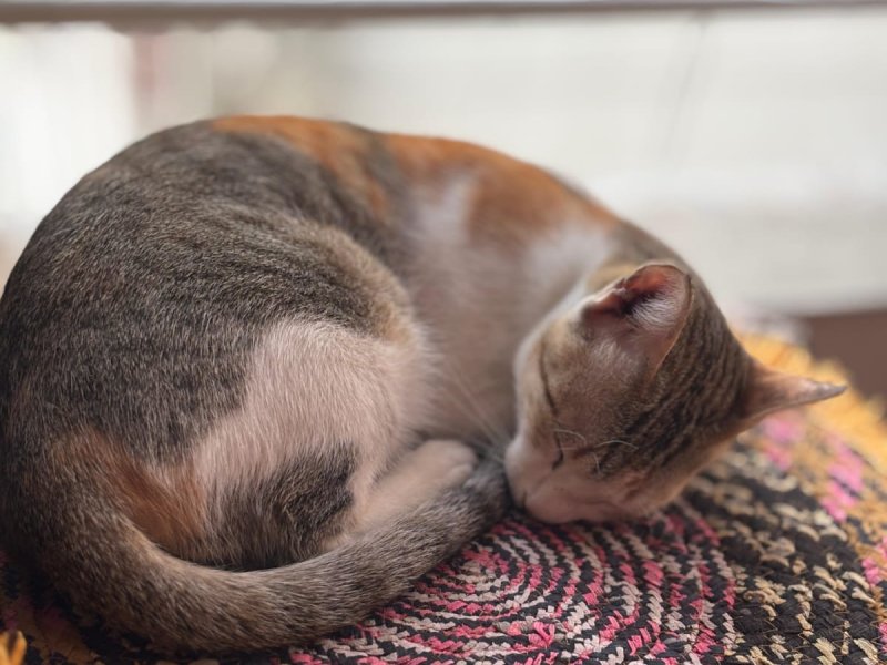 Female cat for adoption