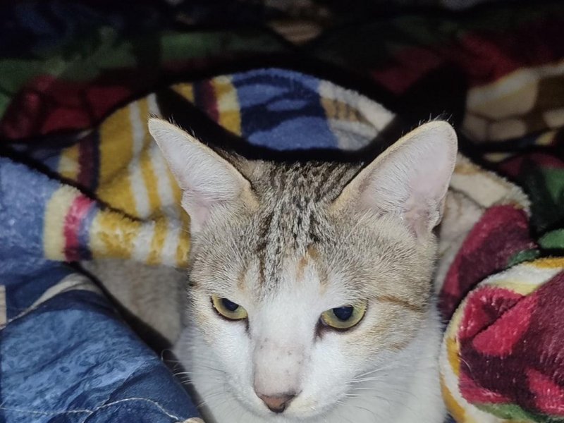 Female cat for adoption