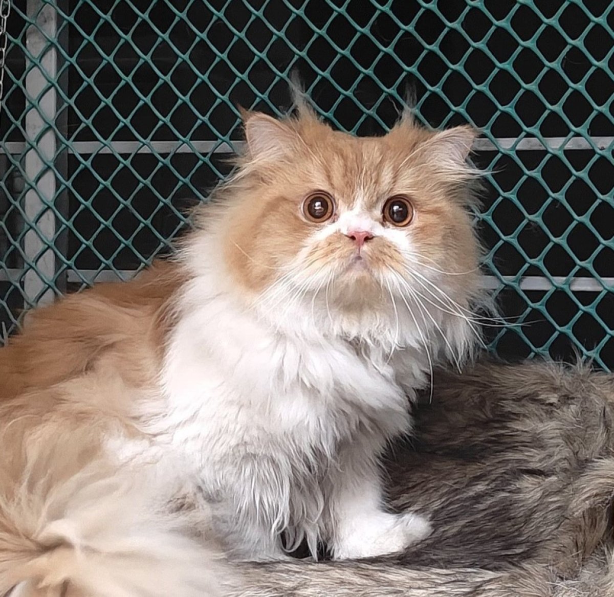 Happy cat
